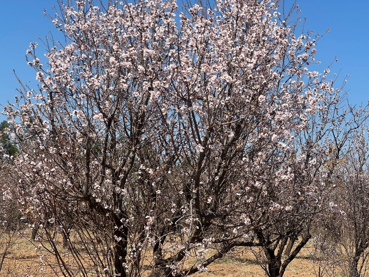 Şanlıurfa’da badem ağaçları çiçek açtı