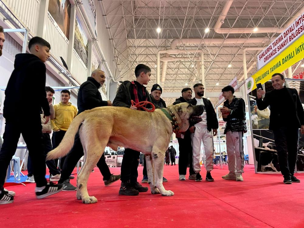 Şanlıurfa'da çobanların vazgeçilmezi: Guregh cinsi köpekler