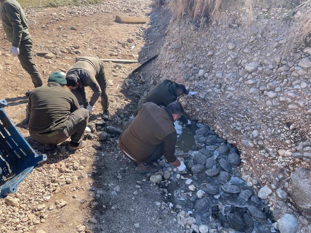 Şanlıurfa'da 316 kaplumbağa rehabilitasyon merkezine götürüldü