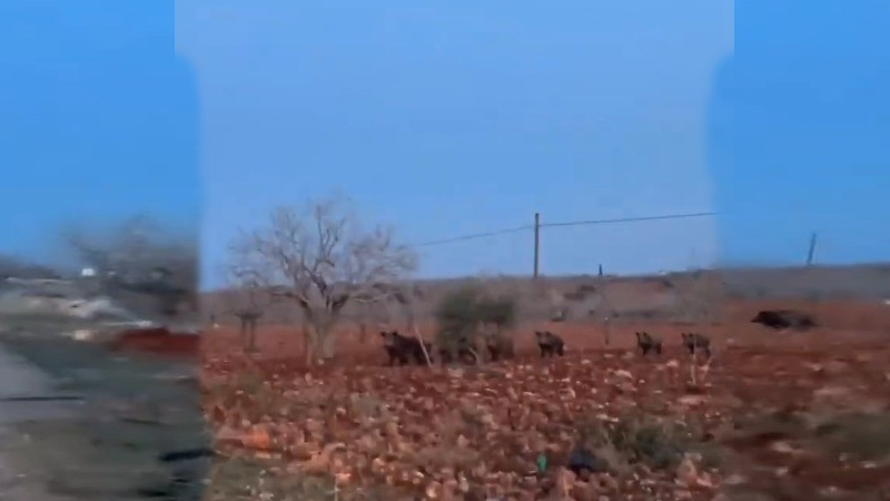 Şanlıurfa’da bir domuz sürüsü görüntülendi