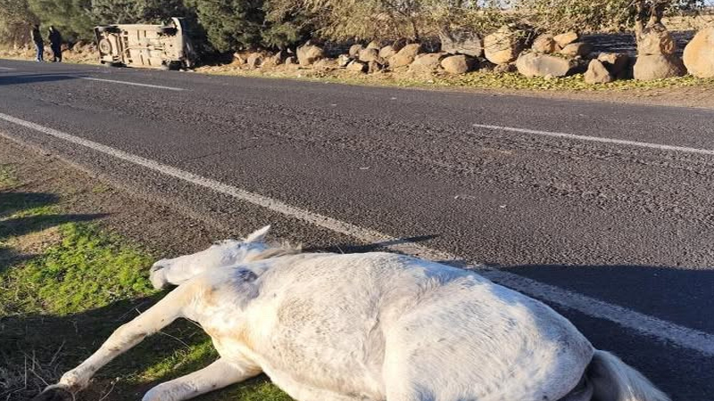 Siverek’te otomobil aniden yola çıkan ata çarptı